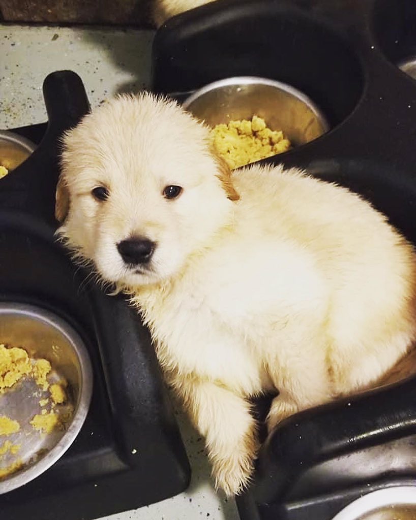 CanineAssistant's tweet photo. When food is life. #growingpups #futureservicedogs #goldenretrieverpuppies #dinnertime #yummy #cuteness #servicedogs #canineassistants https://t.co/PTszkp6D38