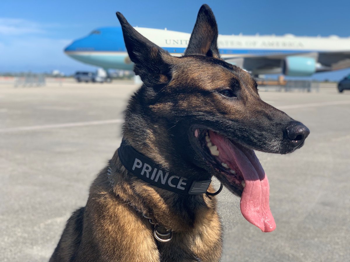 They get to protect Air Force One #NationalDogDay