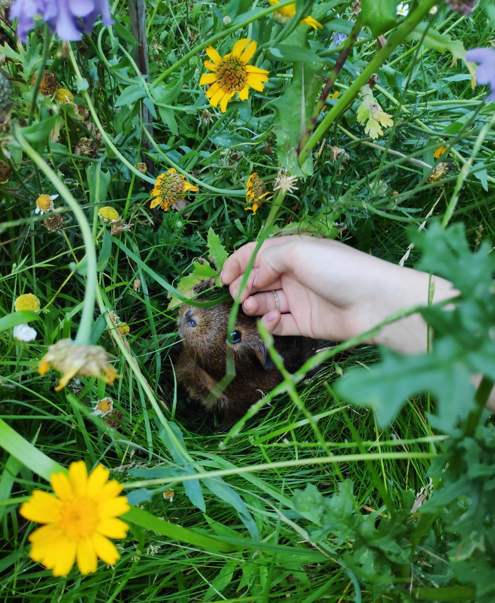 HaddonPigs's tweet photo. Had a run in the garden whilst the rain stopped today. Primrose managed to sneak away and chilled in the wildflower meadow for a bit @Haddon_Primary 🌼🐹 #sneakypig https://t.co/MNW9peVxhC