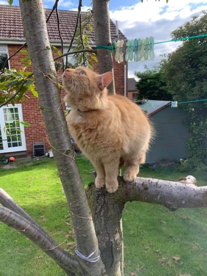 AlanDaffern's tweet photo. #StillMissing Thor #Neutered male long haired #GingerCat.#Lost 07/08/20 from #WittonGilbert #CountyDurham. He normally wears a tracker collar, but went out without it. He has a brown smudge in right eye and is wearing a grey flee collar.
https://t.co/LMmUZScr6n
#northeast https://t.co/i6Rd4vup7i