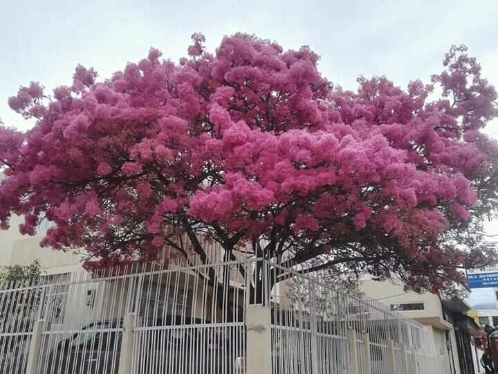 EulaliaSilvaR's tweet photo. ⁦@reyarupo⁩  ⁦@Rafael_Lugo_N⁩  por segundo año,  como aspirante a Rey por la Provincia  de Bolívar, Guaranda. https://t.co/UKlxICWG6W