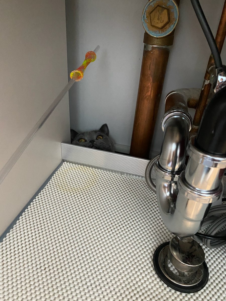 My dumbass cat got himself stuck under the sink