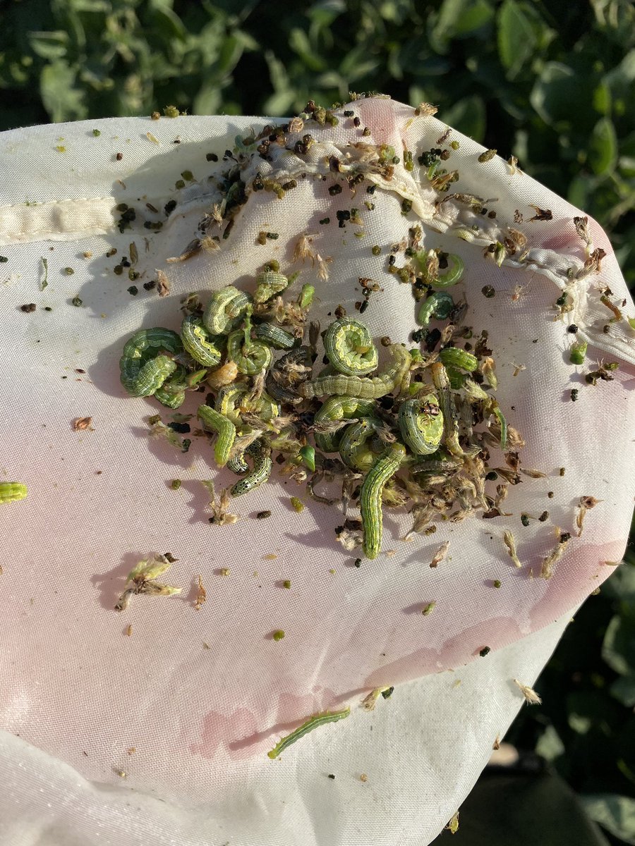 Bollworms in soy ain’t checking up yet. Loopers coming on strong and stink bugs too! Photo courtesy of my friend Jeff. Great time to get out and scout your soybeans! Watch weather closely to determine when to spray.