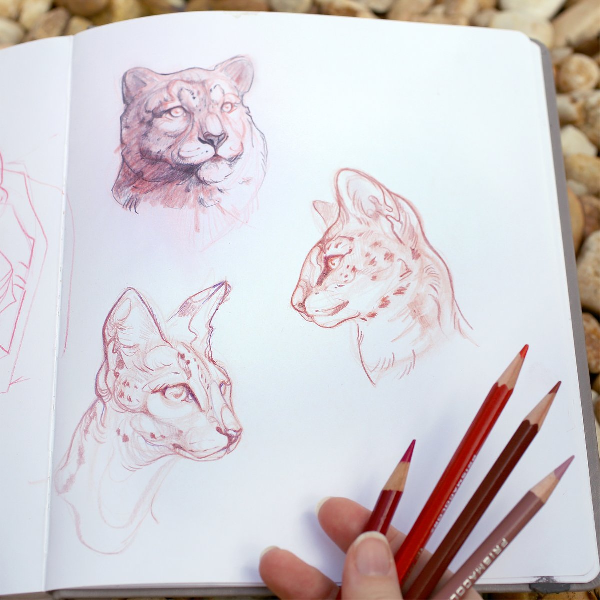 FaunaFocus's tweet photo. @asher_east is a guest judge for the #FaunaFocus Free-For-All! 

She is a self-taught traditional artist making strange creatures in an illustrative style &amp; she's excited to see your @PoisonFrog art.

Submit by Friday, August 28th, 12:00pm (noon) CDT!
https://t.co/oUAPy1YKd4 https://t.co/QhjYkOjng4