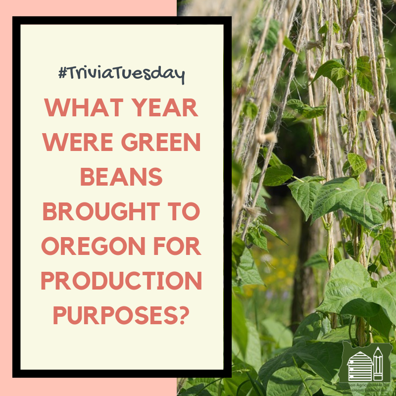 Green beans are native to Central and South America, however, they have been produced in Oregon for many years. There are currently over 12,000 acres of green beans planted in Oregon. Do you know about what year green beans were brought to Oregon for production? #TrivuaTuesday