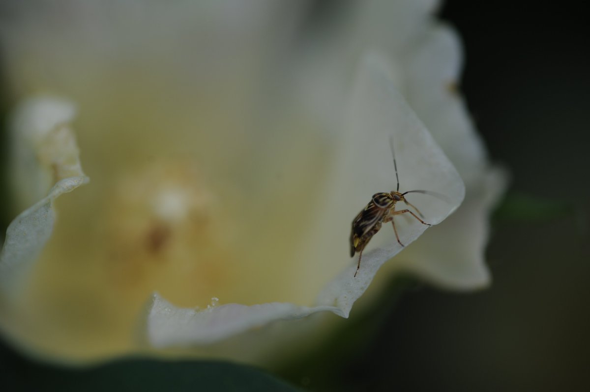 Dominic Reisig (@dominicdreisig) on Twitter photo Should you stop treating cotton for insects? --> bit.ly/3htiFAT <a href="/Cotton_Guy/">Guy Collins</a> <a href="/NCcotton/">Keith Edmisten</a> <a href="/NCWeedWrangler/">Charlie Cahoon</a> Should you stop treating cotton for insects? --> bit.ly/3htiFAT <a href="/Cotton_Guy/">Guy Collins</a> <a href="/NCcotton/">Keith Edmisten</a> <a href="/NCWeedWrangler/">Charlie Cahoon</a>