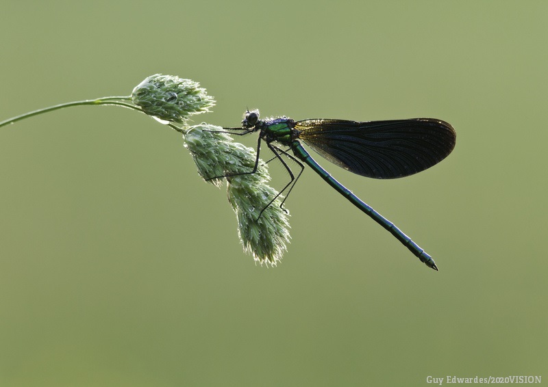 20 million UK adults are physically inactive and obesity, mental ill health, dementia are all increasing. Nature’s recovery would help us recover, while reducing #NHS costs and preventing health &amp; social care problems at scale. 
Be part of the solution 👉 wtru.st/help-wildlife