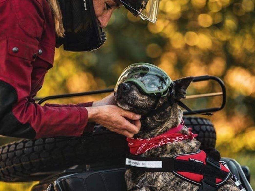 ButlerMaps's tweet photo. The hero of an adventure is often nothing without a great sidekick - whatever their species 😉 Post a picture (and tag #ButlerMaps) of your most trusted travel partner... 

The image with the most ❤️ by the 11pm PDT on Friday will receive a Butler Map of their choice! https://t.co/NWHSoFRhQP
