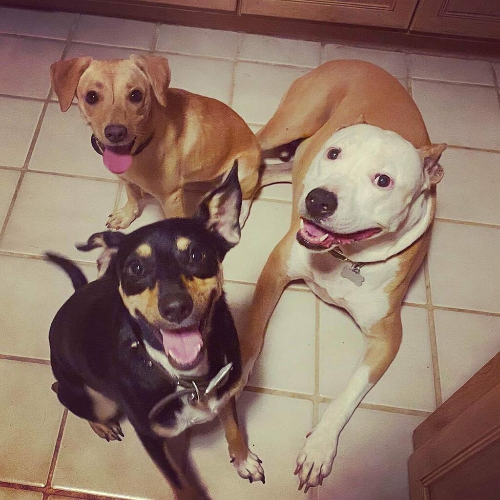 kailuatownhi's tweet photo. Pant you very much! #repost @kailuaanimalclinic: Happy #tongueouttuesday 😛 to all our furry friends out there❣️ #vetmed #specialtyveterinarycare #kailuatownhi #dogsofkailua #muttsofinstagram https://t.co/pYm7QmluBN https://t.co/apmjFdzNtg