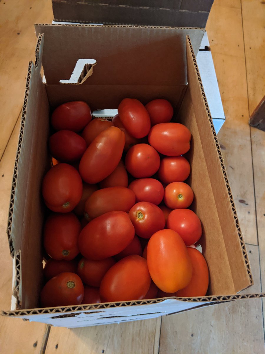 Romas were ready at our CSA farm. 1 bushel to be canned.