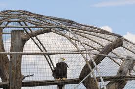 NoalosZoo's tweet photo. Lo más triste. Un ave que no puede volar los cielos. THE UTMOST SADNESS. A BIRD THAT CAN NOT FLY THE SKIES. https://t.co/unLTUIZ7eC