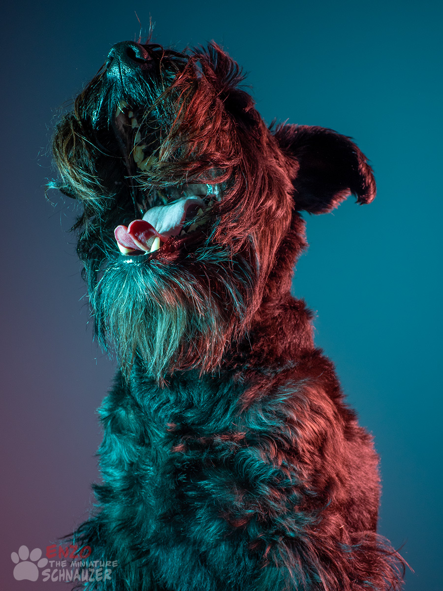 EnzoMiniature's tweet photo. when your just not feeling that photoshoot …..
#Schnauzer
#Schnauzerfest
#SchnauzerGang 
#Schnauzerlife 
#EnzoTheMiniSchnauzer 
#PetPortrait
#Pets
#Dogs
#dogportrait 
#Yawn
#Petphotography 
#DogPhotography 
#Photography
@D_BostockPhoto 📸 https://t.co/82eEO9yYJG
