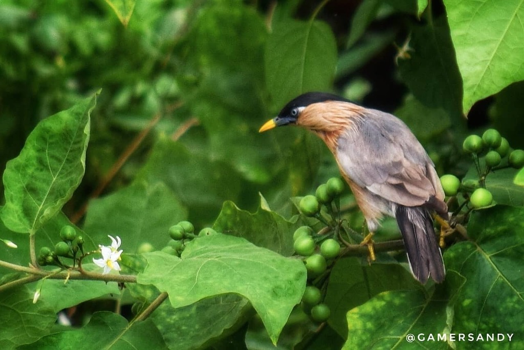 ' Staring the flower.... ' 😊
....
Brahminy Myna 📸
....
Bird Count: 131.  Unique Count: 48
.
.
.
.
#brahminymyna #mynabird #brahminy #myna #birds #birdsofinstagram #birdwatching #instabird #your_best_birds #birding #birdofuttarakhand #bird_brilliance … instagr.am/p/CEVcIL9s14q/