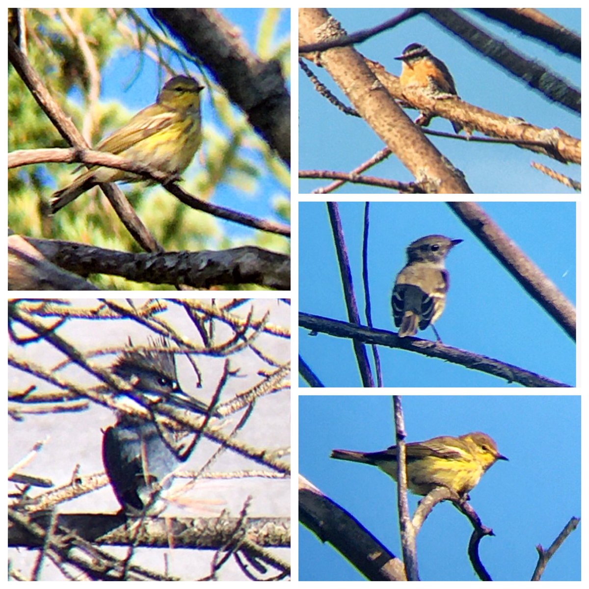 Ontario Place bird notes #38 | Feels too early for autumnal signs but definitely more migratory birds around  Cape May & Blackburnian Warblers, lots of Red-breasted Nuthatches, a loud Belted Kingfisher, Willow Flycatcher, Warbling Vireos, & hundreds of Double-crested Cormorants