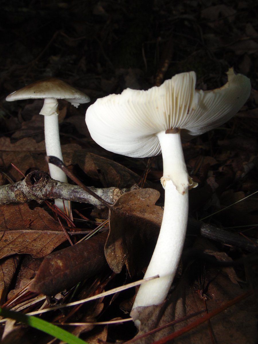 The 3rd rule of the Mushroom Cult is to go in the woods and take pictures of mushrooms.