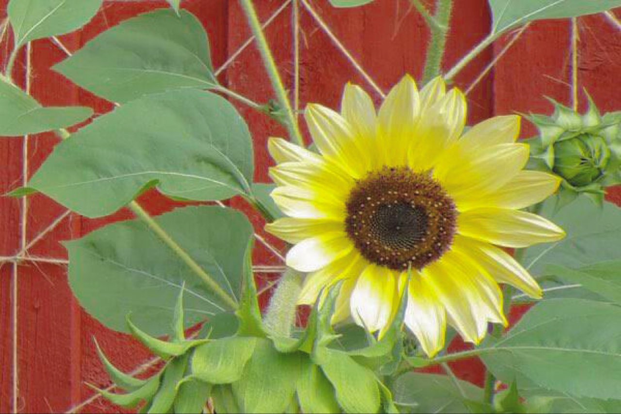 真鯛 365日の誕生花 8 25 ヒマワリ イタリアンホワイト 花言葉は あなたを思い続けます よく見るヒマワリよりも花びらの色の黄色が淡くてかわいいですね ヒマワリといえば夏 8月も終わりますが みなさんの夏1番の思い出はなんですか