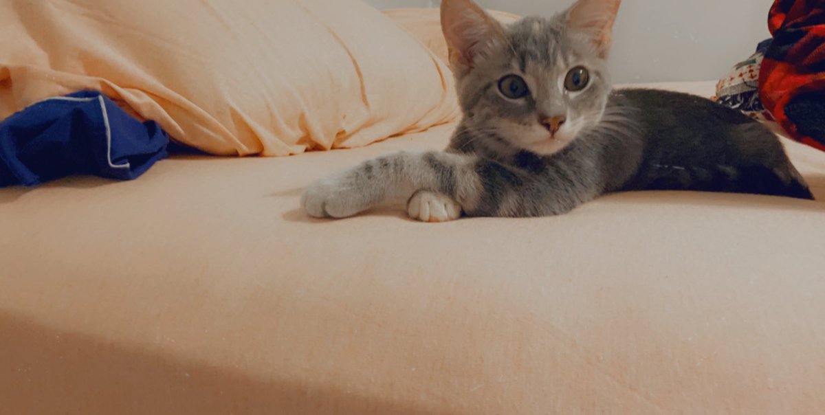 AnnaLucille2's tweet photo. I have a pet kitten. In which I’m allergic too. Is all this suffering worth it? Absolutely, because she’s the most precious piece of fluff ever. #kitten #babygirl #cutie #sweetbb #fluff https://t.co/25moK73kDg