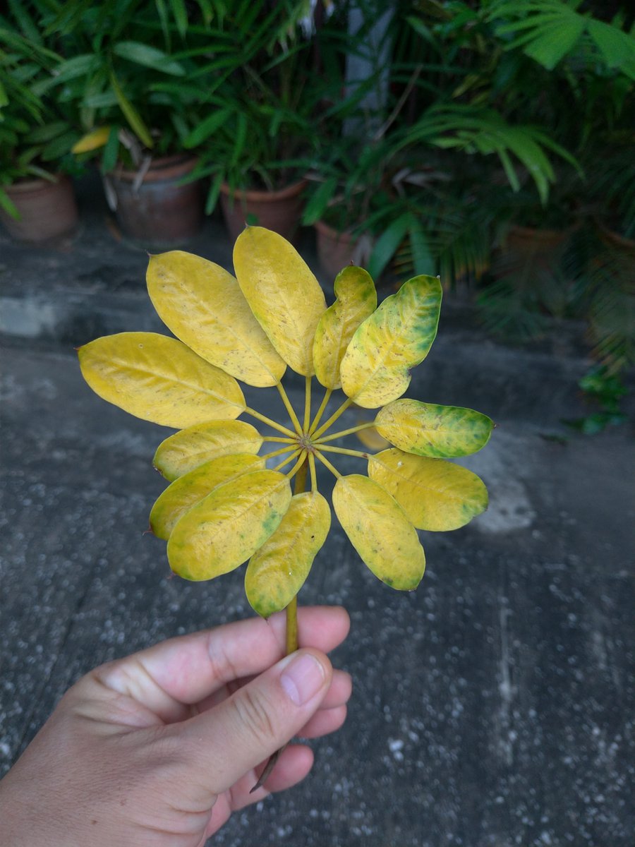 ヤスジー ป ยาส お 落ち葉 再び 今日のは小さめだったが 葉っぱが全部揃っていた ネットで調べ てみると ヤドリフカノキというそうだ 日本では観葉植物として カポックとかシェフレラという名前で流通しているらしい 近所にある木は かなり