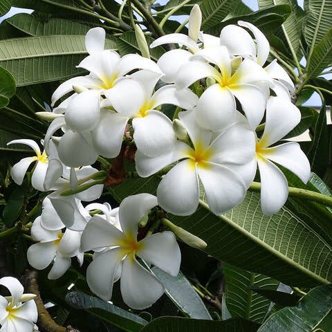 ハワイを代表する花