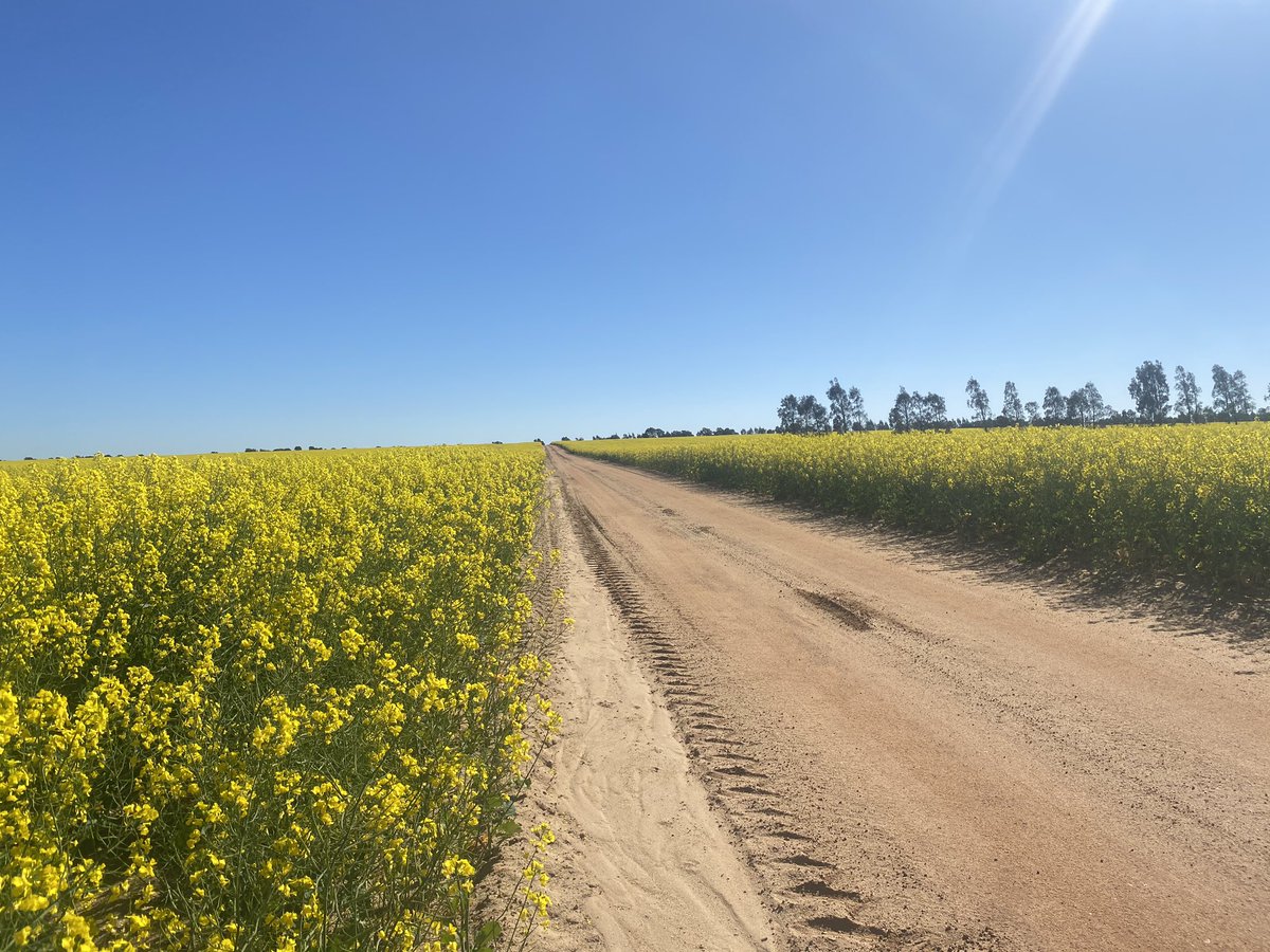 RobertKitto1's tweet image. Love this time of year , you get to that point and say well there is not much more I can do to make this all happen . The rest is up to Mother Nature , if she smiles we all smile but if she grumpy mmmmm that will be a different story . Have a great day/night everyone 😊😊