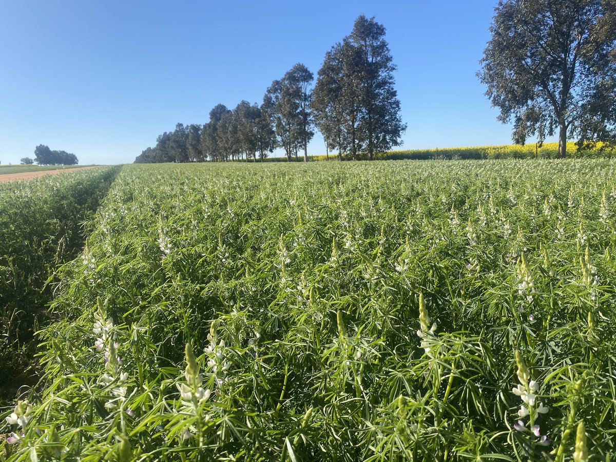 RobertKitto1's tweet image. Love this time of year , you get to that point and say well there is not much more I can do to make this all happen . The rest is up to Mother Nature , if she smiles we all smile but if she grumpy mmmmm that will be a different story . Have a great day/night everyone 😊😊