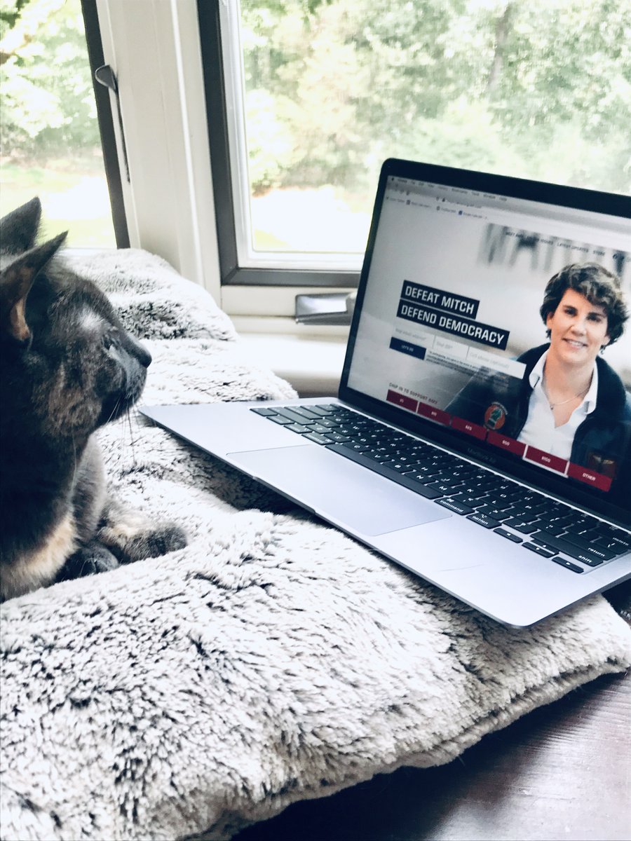 smallhappies1's tweet photo. Coco is doing her bit to help "defeat Mitch and defend democracy" by supporting @AmyMcGrathKY. You can help too, by donating or volunteering at https://t.co/VkMINnK883!

#CatsForAmy #CatsForDemocrats #BeLikeCoco #BlueWave2020 #Democats #CatsForBiden https://t.co/HSihzQWQqE