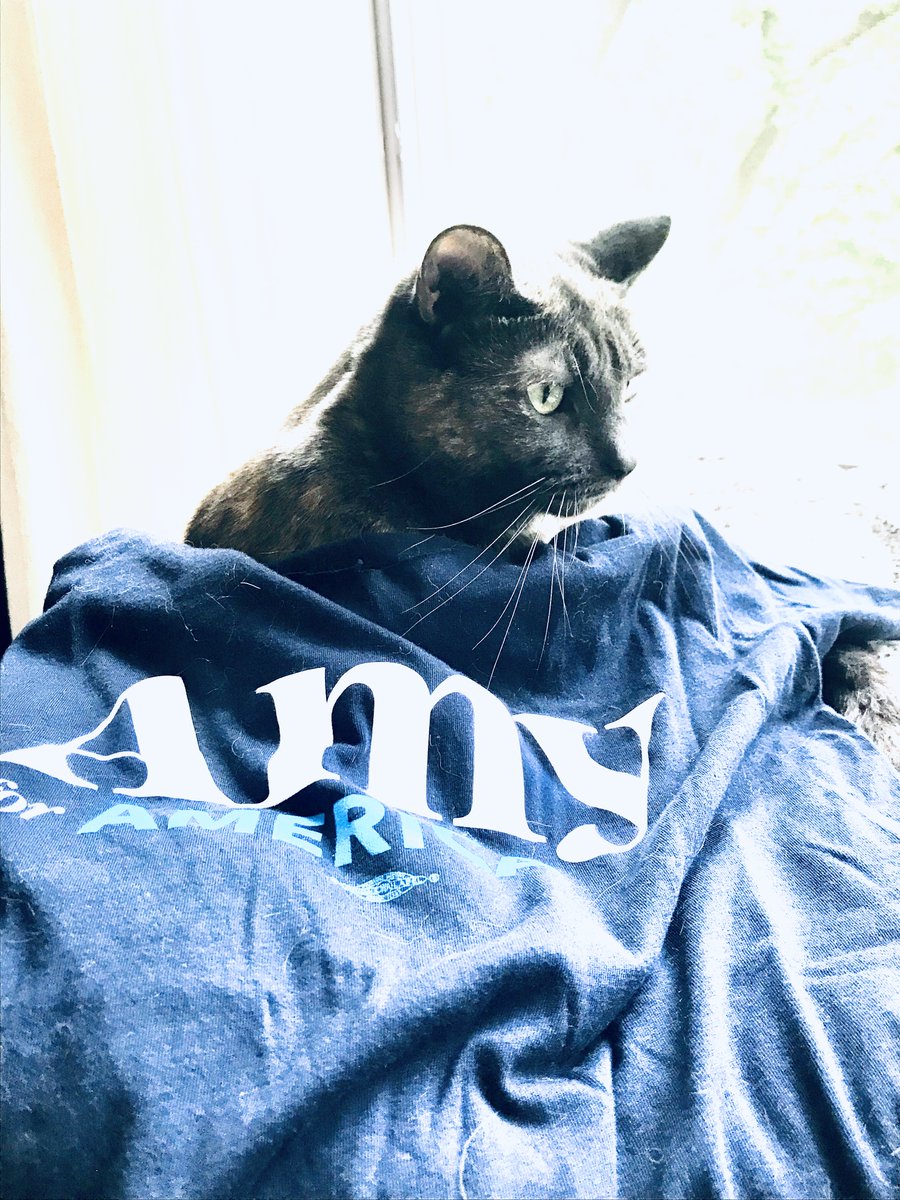 smallhappies1's tweet photo. Coco is doing her bit to help "defeat Mitch and defend democracy" by supporting @AmyMcGrathKY. You can help too, by donating or volunteering at https://t.co/VkMINnK883!

#CatsForAmy #CatsForDemocrats #BeLikeCoco #BlueWave2020 #Democats #CatsForBiden https://t.co/HSihzQWQqE