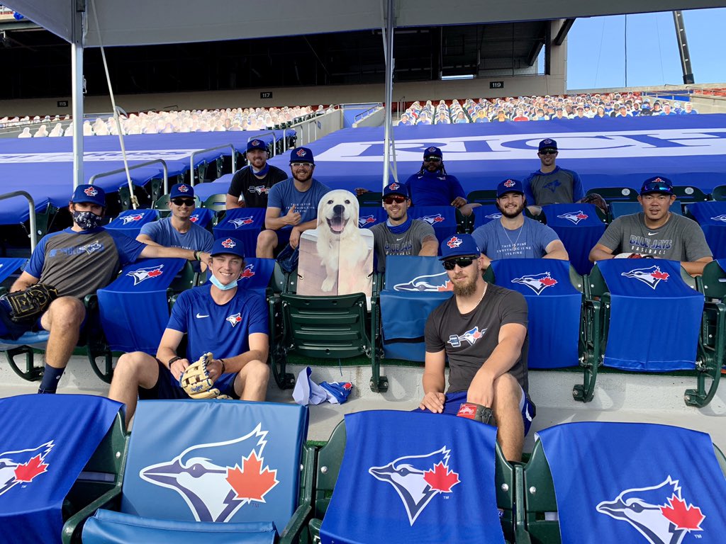 blue jays dog jersey