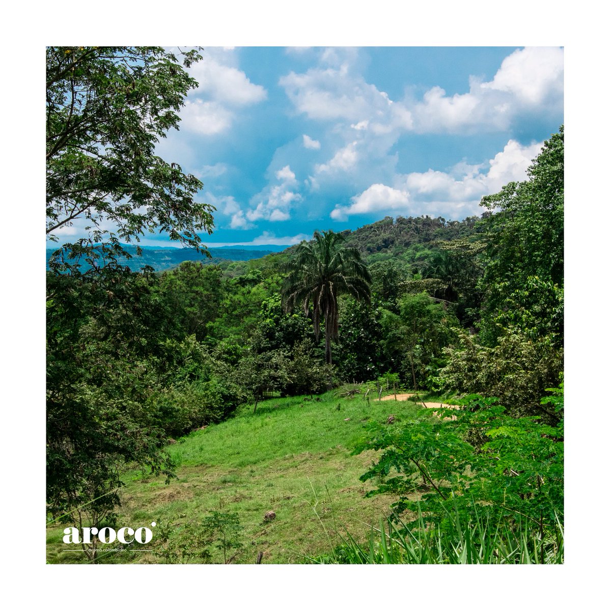 ArocoCacao's tweet photo. Fundamos #Aroco porque creemos en la necesidad de promover y ejecutar proyectos regenerativos, que devuelvan la vida al planeta.
#Cacao
#CacaoColombiano https://t.co/1cC6pgn3Bb