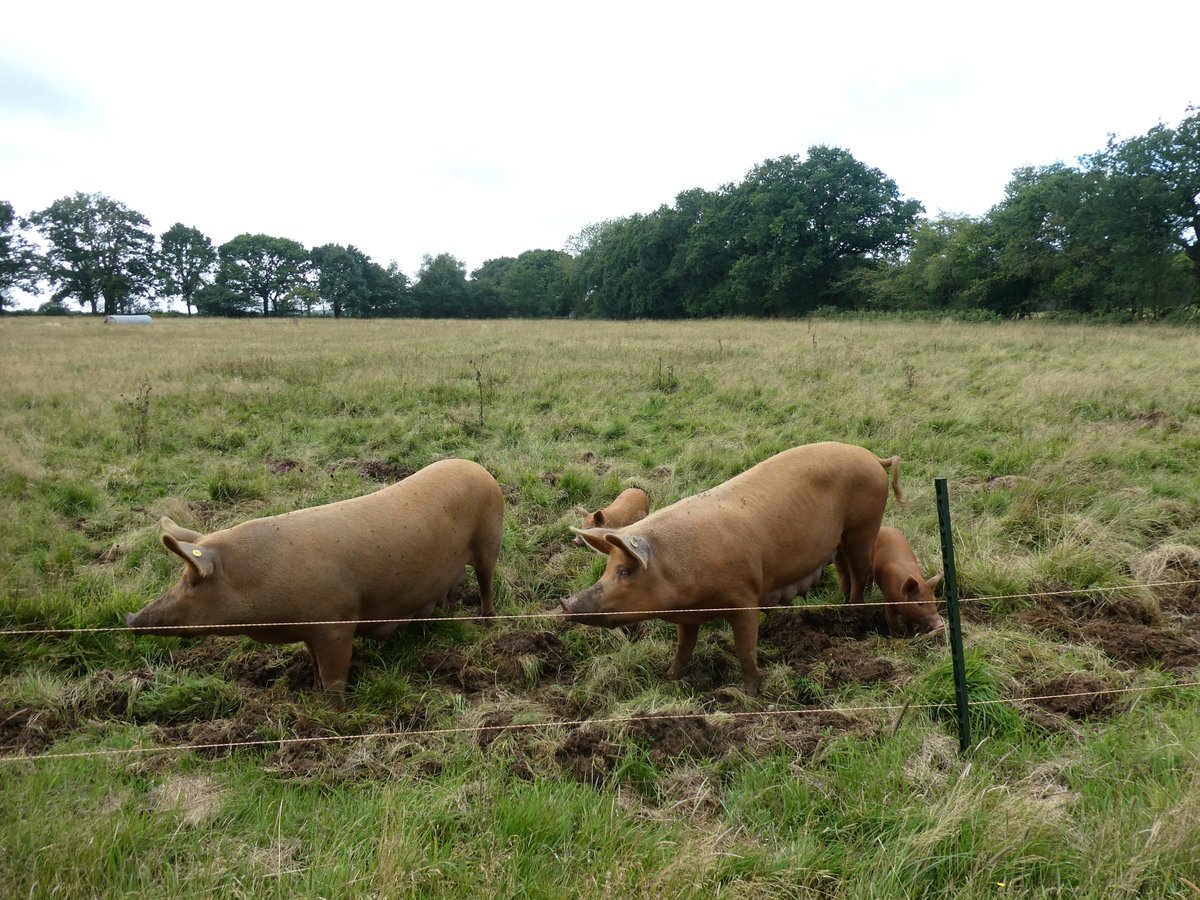 5 additions to the planned <a href="/RewildingB/">Rewilding Britain</a> Rewilding Network today after site visits to a cluster of farms where #rewilding is underway or possible across 2000 acres in NE #Somerset and two new approaches from people seeking advice on rewilding at scale in North #Wales and #Dorset