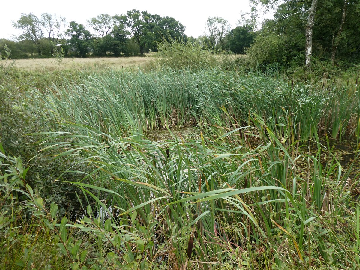 AliDriverUK's tweet image. 5 additions to the planned @RewildingB Rewilding Network today after site visits to a cluster of farms where #rewilding is underway or possible across 2000 acres in NE #Somerset and two new approaches from people seeking advice on rewilding at scale in North #Wales and #Dorset