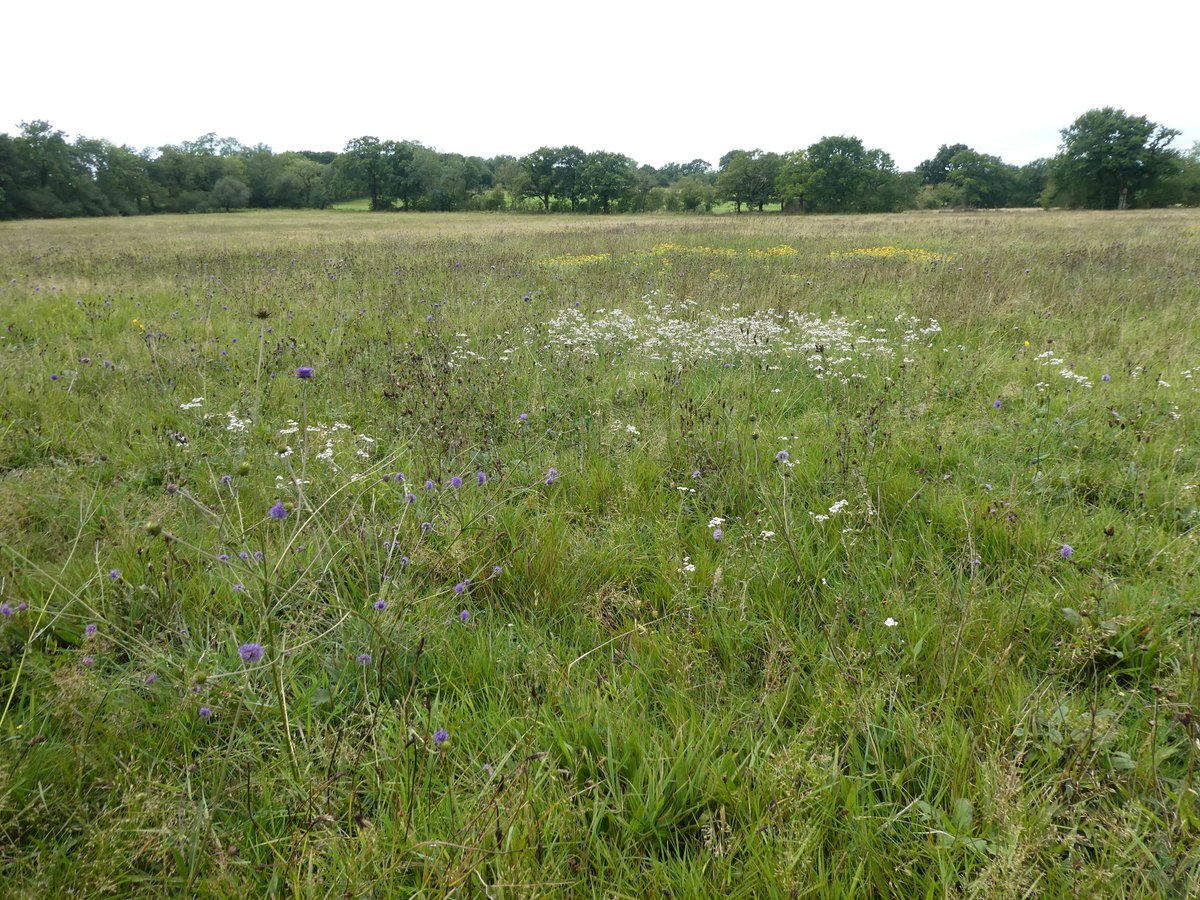 AliDriverUK's tweet image. 5 additions to the planned @RewildingB Rewilding Network today after site visits to a cluster of farms where #rewilding is underway or possible across 2000 acres in NE #Somerset and two new approaches from people seeking advice on rewilding at scale in North #Wales and #Dorset