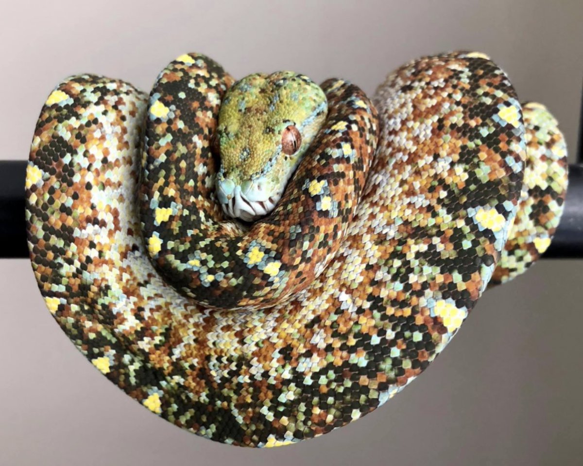 ConFactor's tweet image. Green tree python with abnormal coloration
