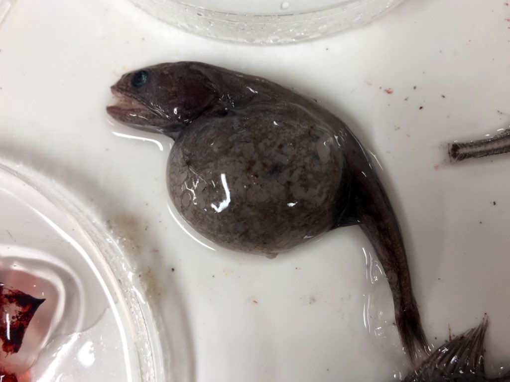 Frable's tweet image. A Swallower, Chiasmodon subniger, with a very full belly collected yesterday on #Siphweb with @anelachoy’s lab! Prey is spread out in the midwater, so you never know when your next meal is coming. Might as well eat a lot! #deepseafish #ichthyology #foodwebs