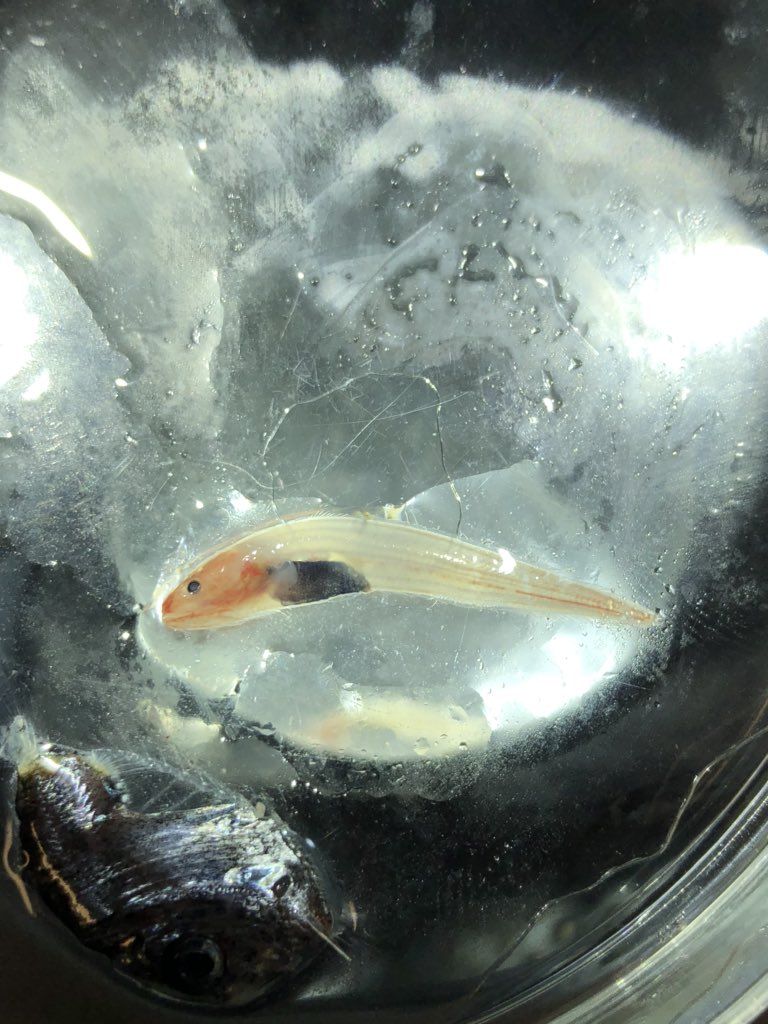 Frable's tweet image. What I think is a young Rubynose brotula, Cataetyx rubrirostris, from the #Siphweb cruise on the @RVSallyRide with the @anelachoy lab and others!  #midwaterfish #deepsea #foodwebs