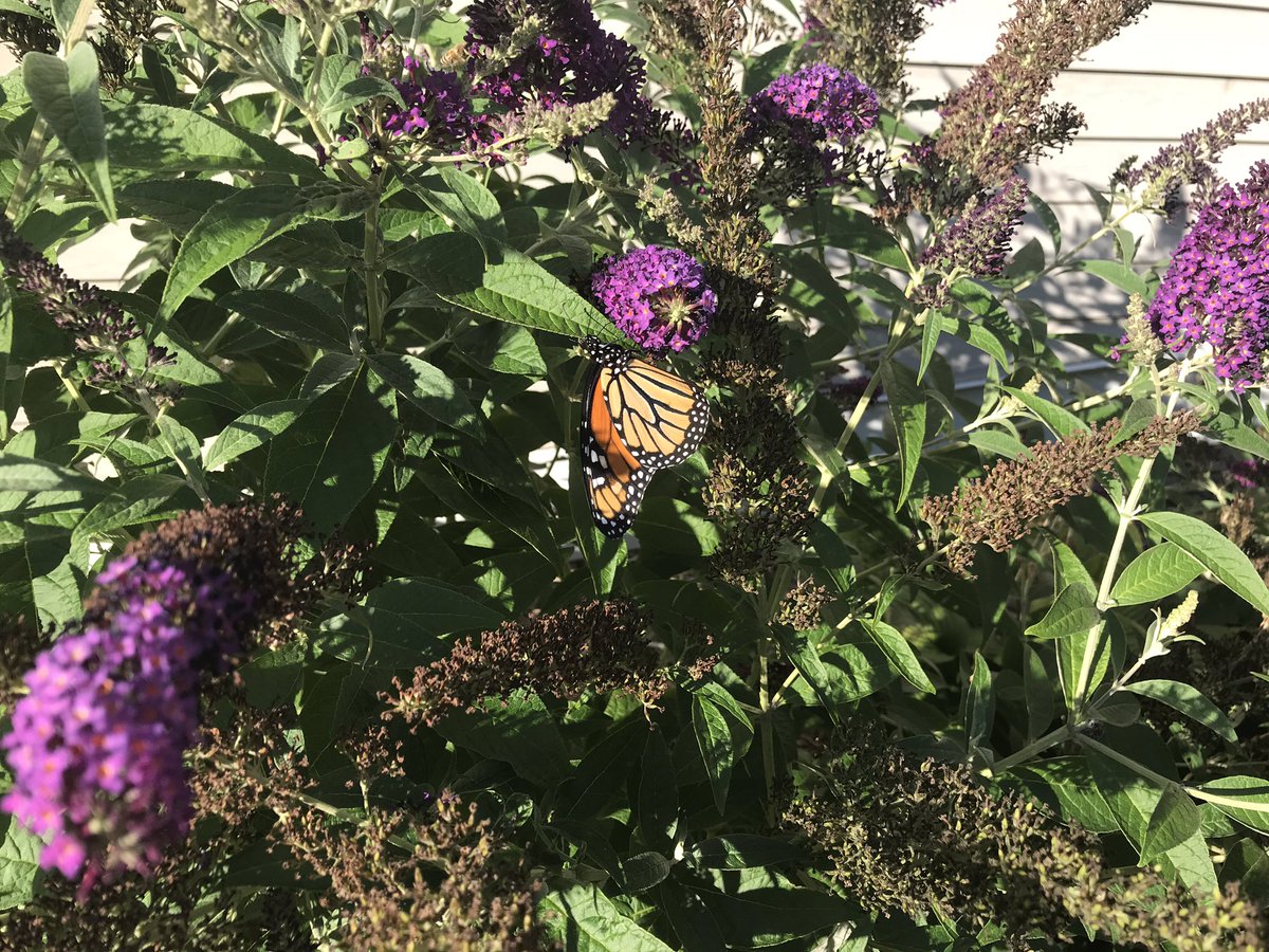 HamiltopiaC17's tweet photo. ♟🎼These are a few of my favorite things. #ButterflyBush https://t.co/98UmYJL4mB