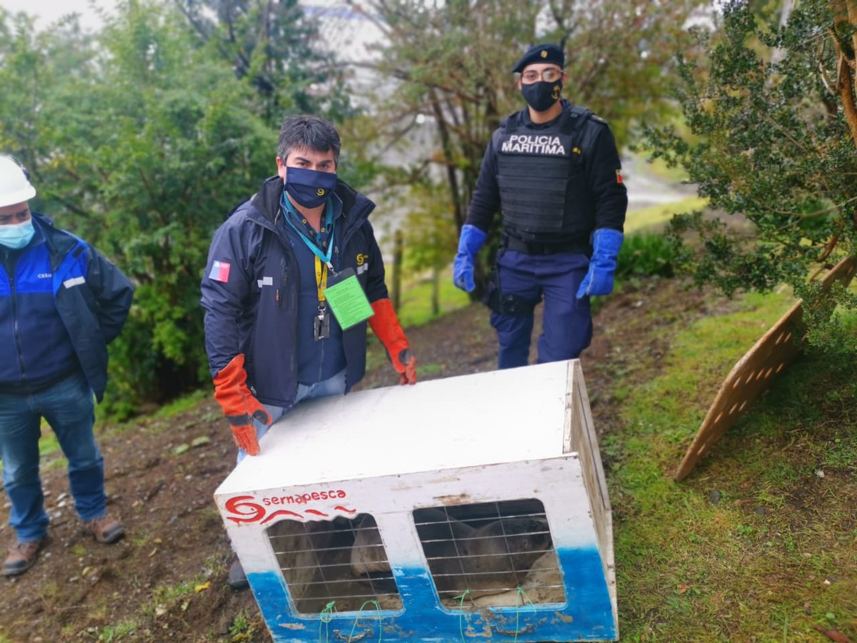 DGTM_Chile's tweet photo. La Capitanía de Puerto de #Quemchi y @sernapesca, rescataron a un lobo de mar juvenil que se encontraba desorientado.
Luego de verificar que se encontraba en buenas condiciones, fue liberado en el sector de playa #Choen en #Quemchi, #Chiloe.

#AutoridadMarítima 
@Armada_Chile https://t.co/SsIR83unPk