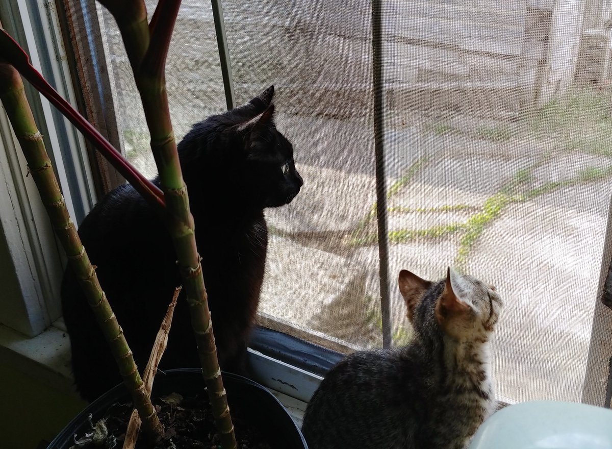 expurriment's tweet photo. Scouting out the best field sites with my advisor Purrfessor Loki, before my latest study on #thebigwarmlight (https://t.co/ujIQh0oSld) #catsoftwitter #catsofSTEM #icanhazscience #academicswithcats #aCATdemia #scientificmeowthods #mentorship https://t.co/PHK64oyf4e