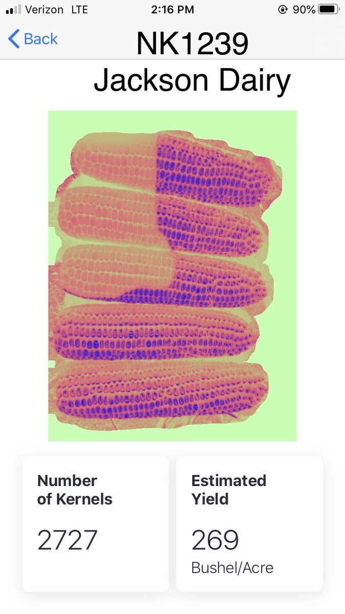 NK1239 Looking Large for Jackson Dairy!  Feel free to pick out the Landlord Corn.  Looking better as you go across the field with outstanding yield potential and tonnage!  Cow 🐄 chow with lots of starch! #NKTailgatetalk #NKcares ⁦@Co_Alliance_LLP⁩ ⁦@MorganKyburz_NK⁩