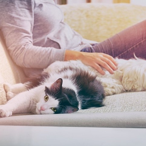 PShellharbour's tweet image. Call 0499 074 123 for a free quote or visit pestcontrolshellharbour.com