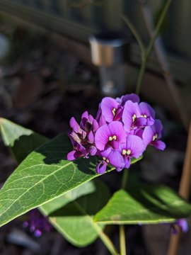 Hardenbergia