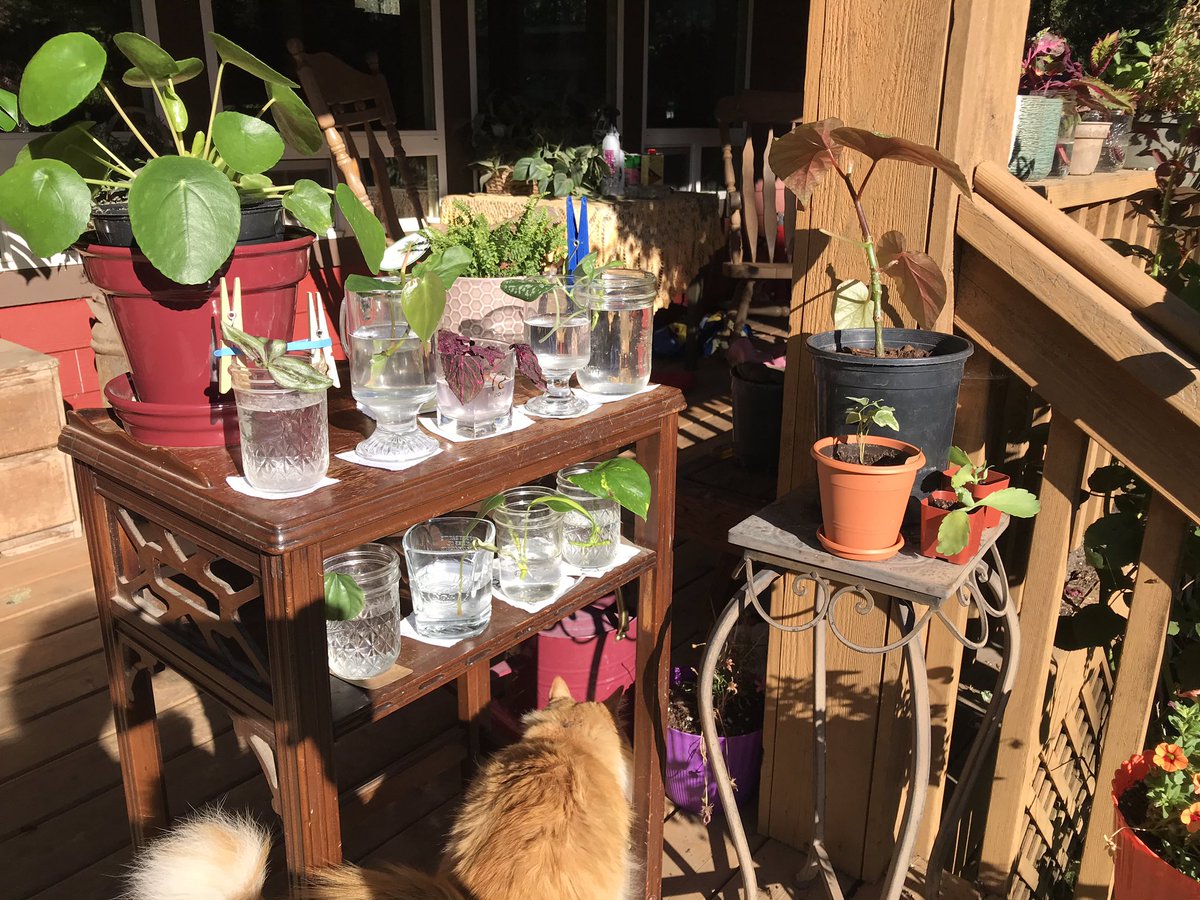 My makeshift propagation station. Soaking up the Oregon sun! 

#pilea #propagation #angelwingbegonia #variegatedenglishivy