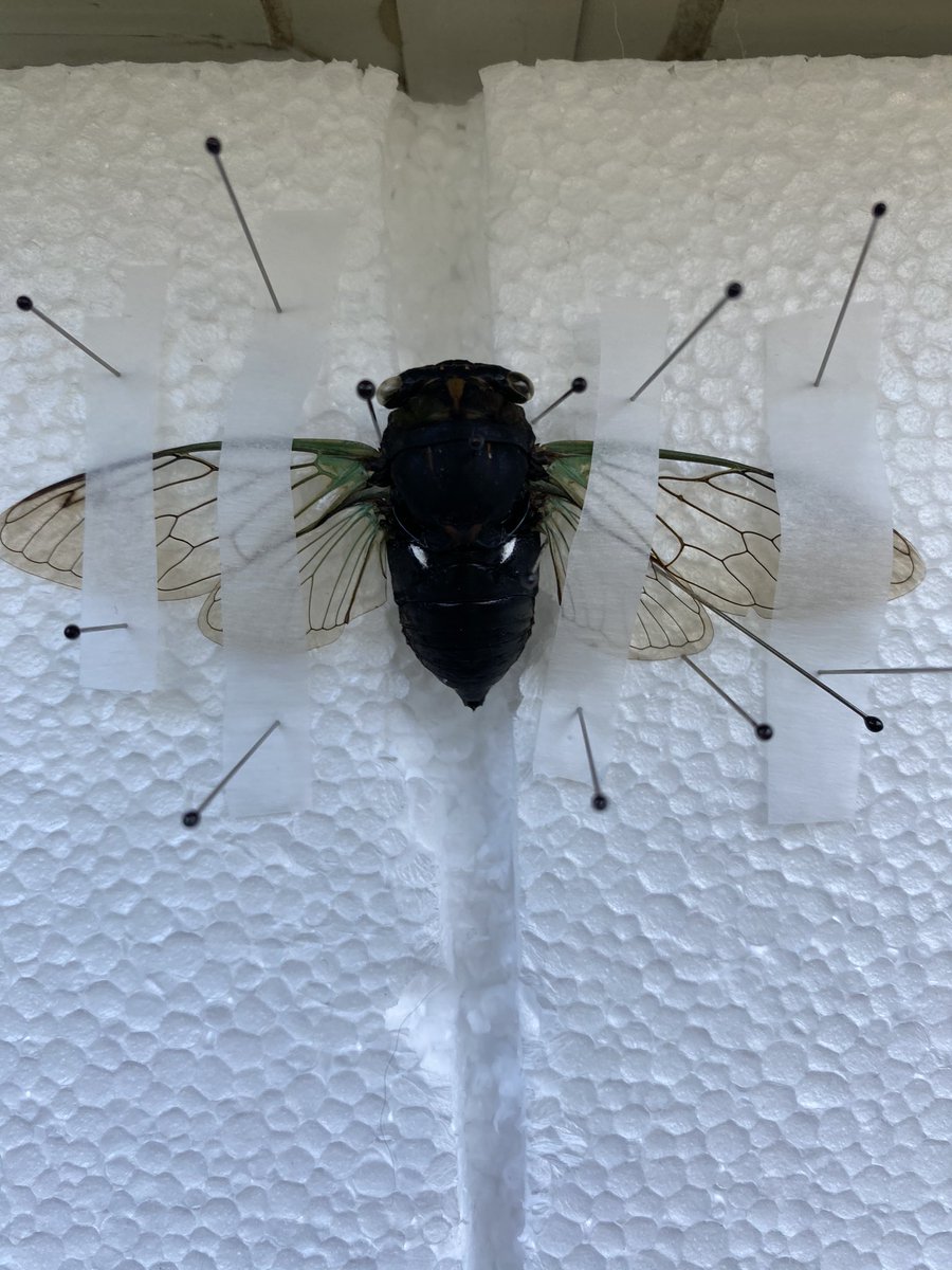 glitch_gal's tweet photo. Found this lil guy on the ground, already dead, a few weeks ago.. shoved it in my freezer for a bit till I built up the courage to try pinning and here we are... not too bad for a first time 😌 #bugpinning #cicada https://t.co/gRbEZ6mvcL