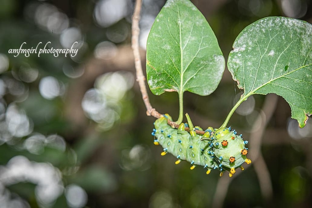 MissPronouncer's tweet image. The #cecropia moth is North America's largest native moth. Females have been documented with a wingspan of five to seven inches or more. This is tree colorful toylike #cecropiamoth caterpillar.
🐛
🐛
🐛
🐛
#RAW_community_member 
#RAW_longexposure  #hey_i… instagr.am/p/CEVH5zQj6q7/