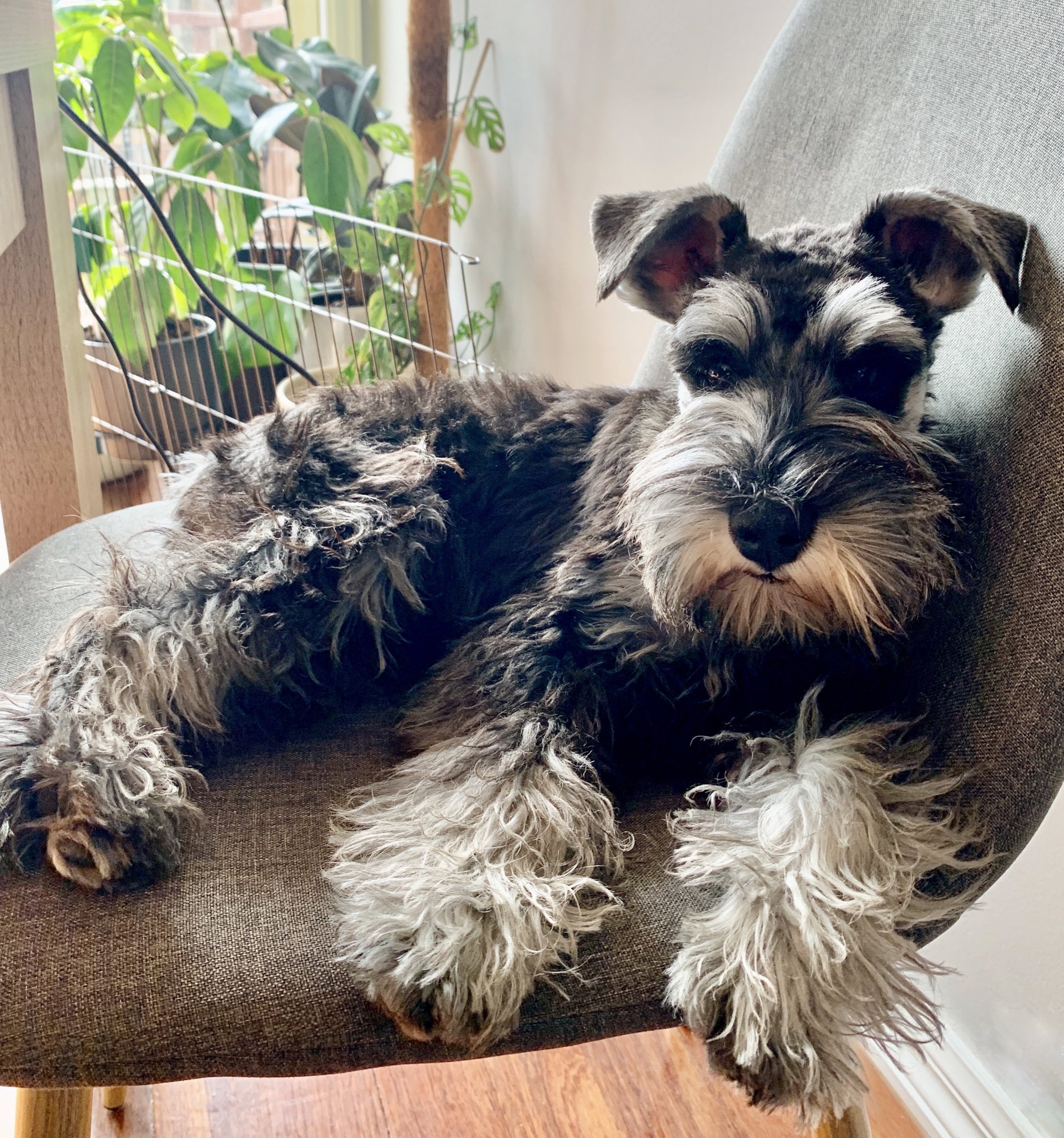 Why Does My Schnauzer Stink