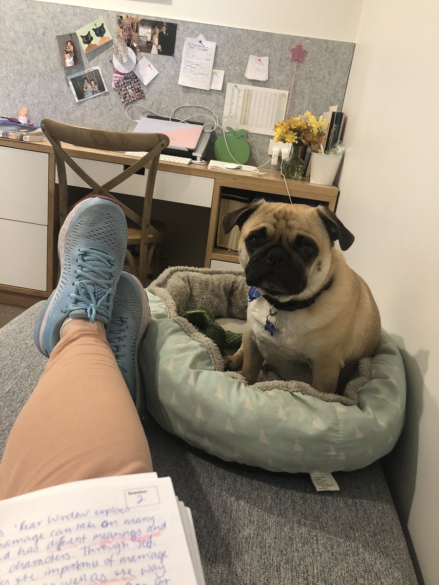 msedukate10's tweet photo. When you’re working from home and your co-worker likes to stare to remind you that he’s always there. Always. Like...he never goes away. Ever. #remotelearn #remoteteach #wegotthis #intensepug https://t.co/JRNhBgK2mM