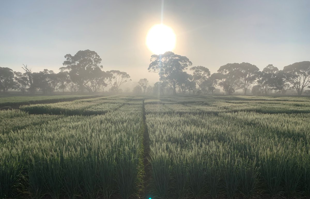 Good morning sunshine...Beverley @NVT_Online barley looking a treat at daybreak. Thanks for the snap Richard Devlin @LivingFarm | @theGRDC @GRDCWest @AgingAgro