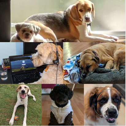 AusCERT's tweet photo. Fun midweek post!
#HappyNationalDogDay from our team here at #AusCERT.
To all the doggos we've loved before ... we hope this post brightens up your day.
#dogsoftwitter #dogsofUQ https://t.co/tOM87IkHDn
