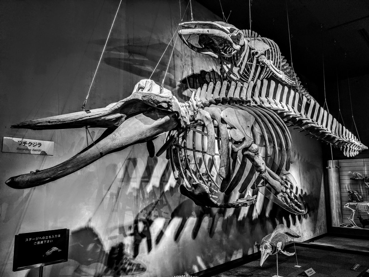 すってんぱれ コビレゴンドウ マッコウクジラ ツノシマクジラ ツチクジラ コイワシクジラ スナメリ マダライルカの 骨格標本です 千葉県立中央博物館