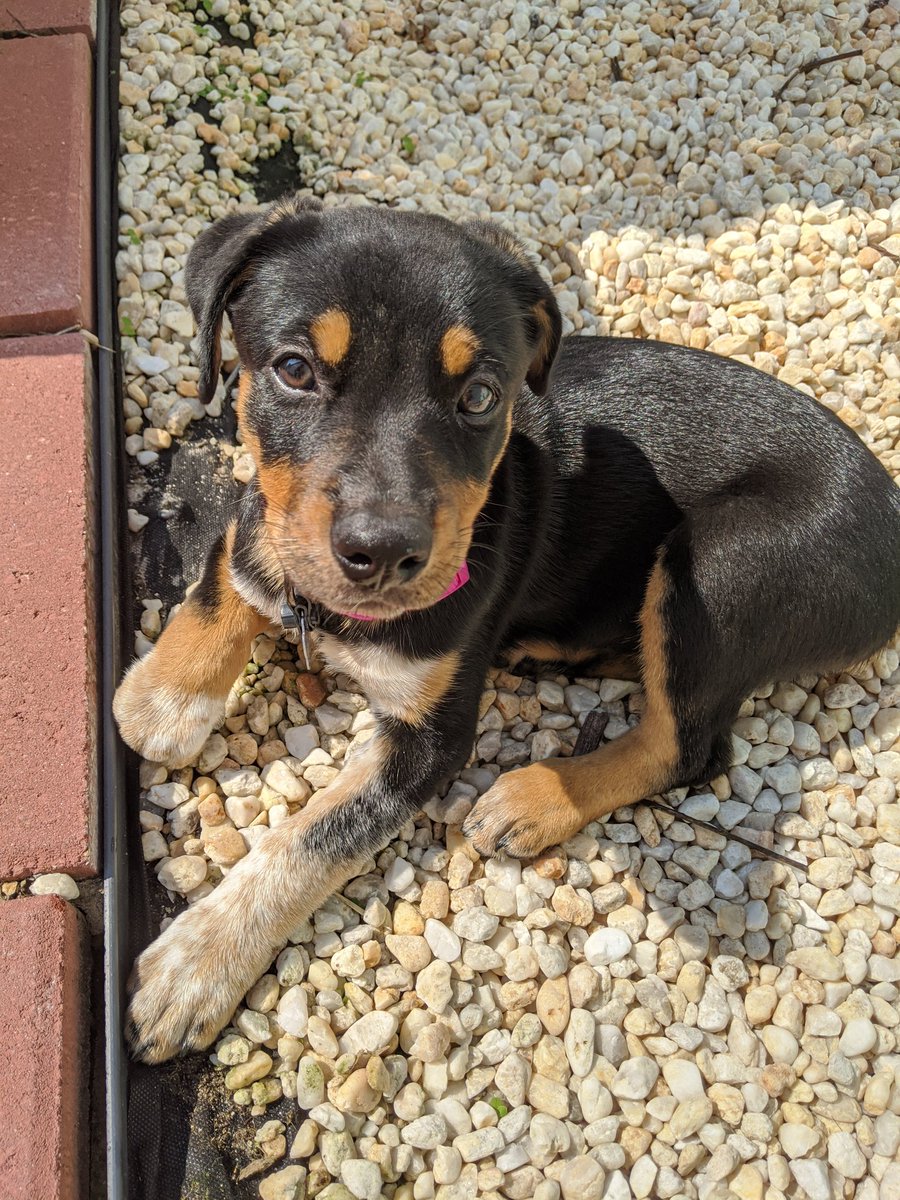 Kammas Kersch tweet media